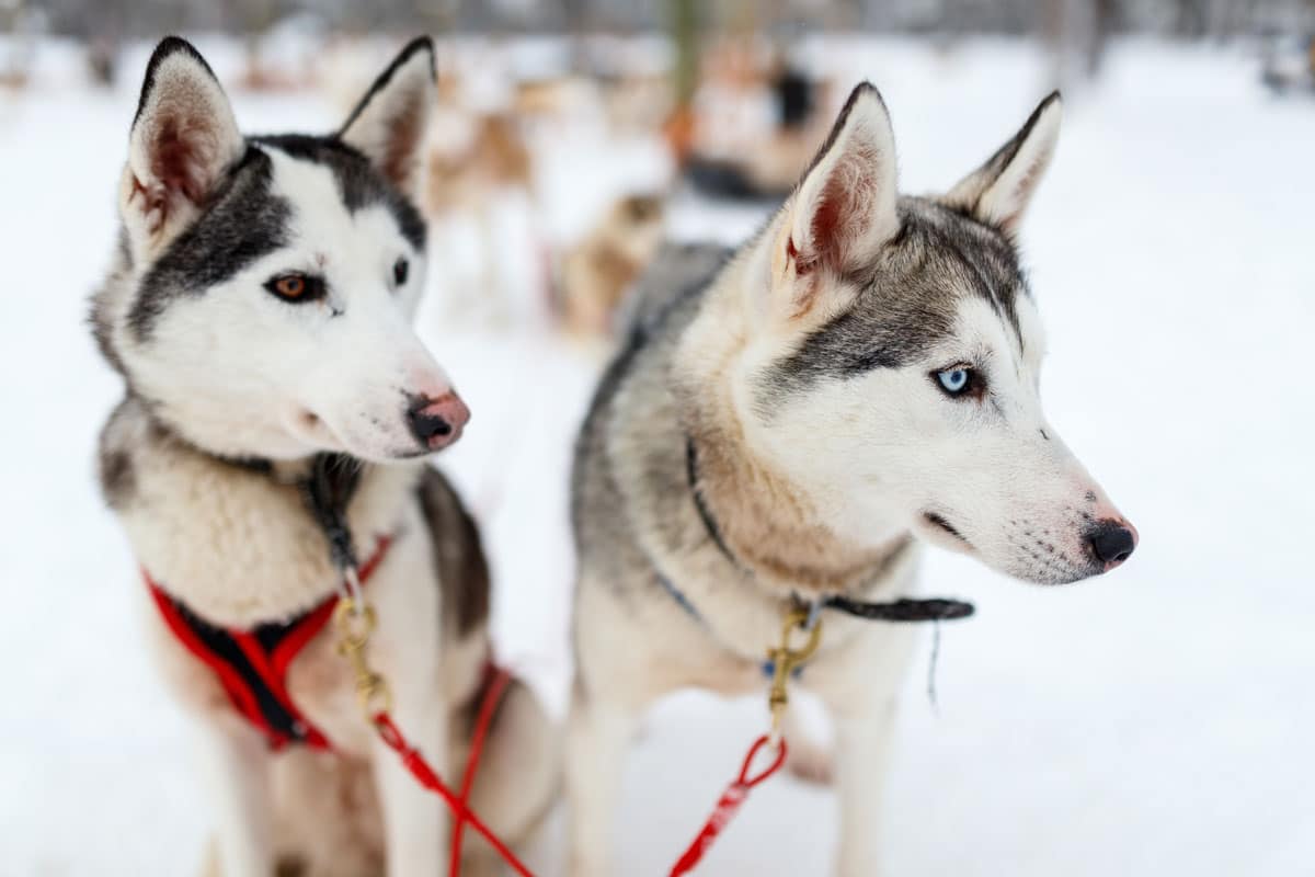 dog-sledding-in-winter